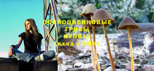 прущие грибы Балахна
